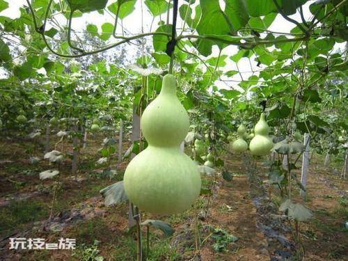 葫芦挂在家里什么位置好招财(家里葫芦怎么挂才招财)-图片4